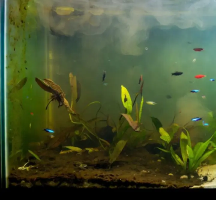 Porównanie akwarium przed i po zastosowaniu preparatów do uzdatniania wody