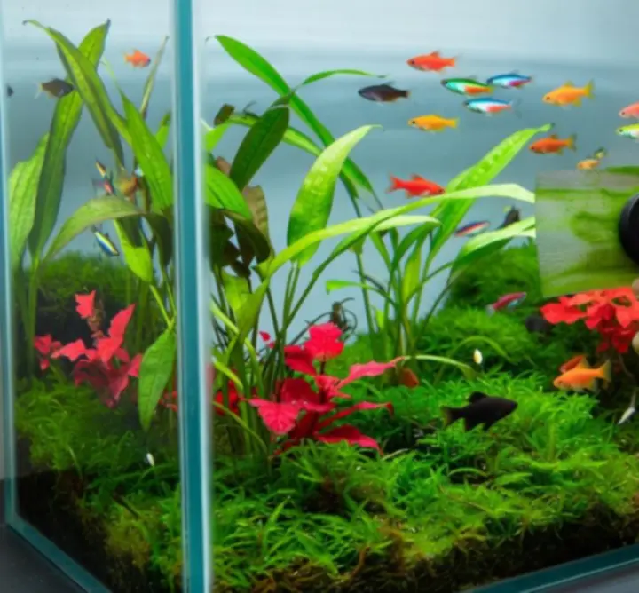 Narzędzia do czyszczenia akwarium w trakcie pracy