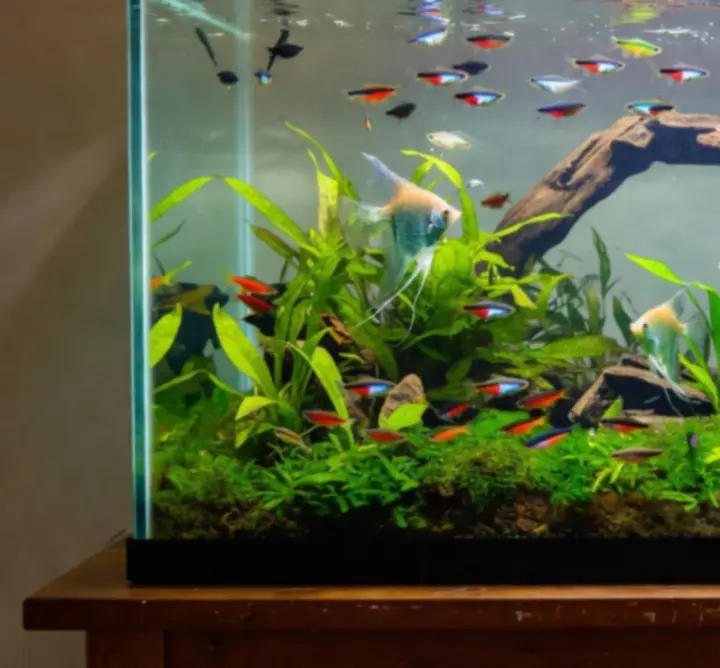 Zdjęcie zadbanego akwarium od klienta Tank Market PL